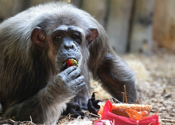 Oslava narozenin šimpanzů v Zoo Dvůr Králové nad Labem (22. března 2014)