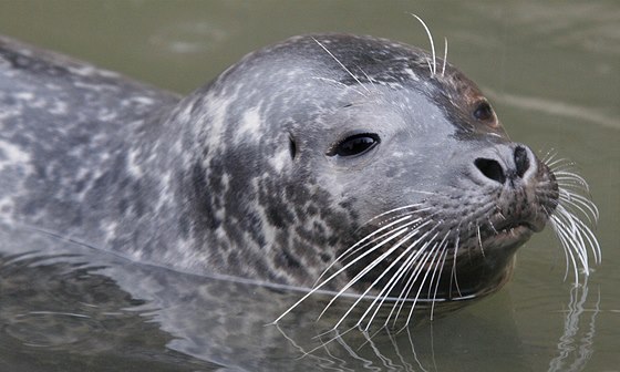 Světový den vody si připomene se svými návštěvníky například jihlavská zoologická zahrada. Nabídne kvíz, ale i komentované krmení tuleňů.