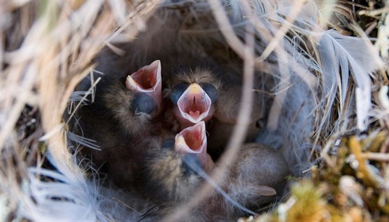 Trojice mláďat v hnízdě, v tomto případě hnízdě strnada severního.