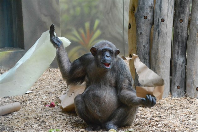 �impanz v královédvorské zoo. Ilustra�ní foto