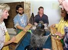 7 In this April 18, 1989 file photo, a rescued sea otter is restrained and...