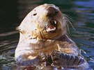 6 In this April 4, 1989 file photo, a sea otter swims in Valdez harbor in...