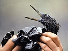 5 In this April 1989 file photo, an oil soaked bird is examined on an island in...