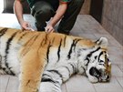 Po operaci oka dostala samice tygra ussurijského injekci na zruení anestezie....