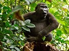 Gorily nížinné ve volné přírodě ohrožuje především úbytek přirozeného prostoru...