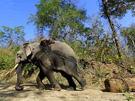 DRAHÉ DEVO. Slon táhne kládu z pokáceného teakového stromu v Sakainské oblasti...