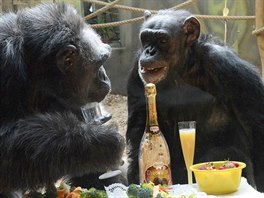 Oslava narozenin šimpanzů v Zoo Dvůr Králové nad Labem (22. 3. 2014)