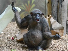 Oslava narozenin šimpanzů v Zoo Dvůr Králové nad Labem (22. 3. 2014)