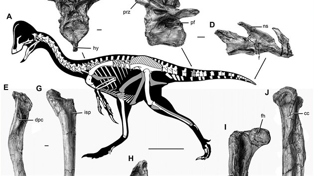 Kosti novho dinosaura vykopan v oblasti Hell Creek