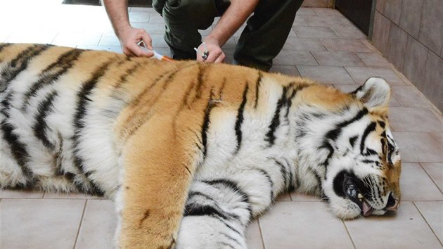 Po operaci oka dostala samice tygra ussurijského injekci na zrušení anestezie. (27. 3. 2014)
