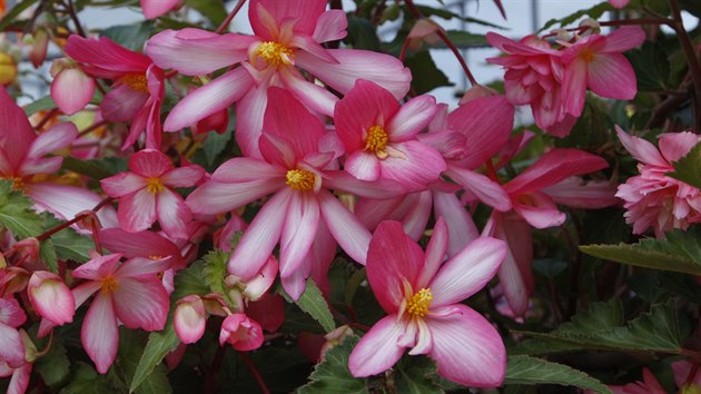 U begonií máte na výběr z celé řady kultivarů (Begonia Chanson).