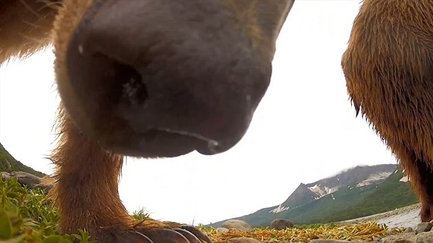 enich grizzlyho z bezprostedn blzkosti. Natst oichv jen kameru GoPro.