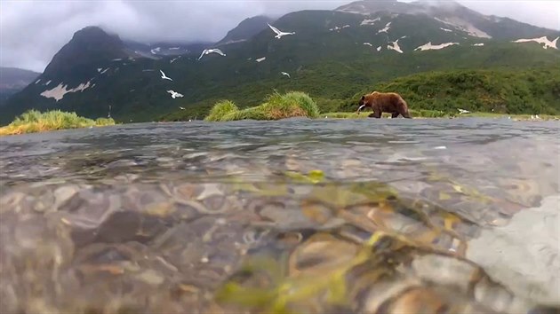 S ulovenou rybou si grizzly vyleze na beh a svou koist tam v klidu seere. 