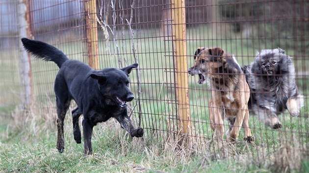 Uzdravený Bak (vlevo) nyní žije v jihlavském psím útulku a hledá nového pána.