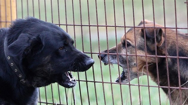 Podle ošetřovatelů Bak (vlevo) nemá příliš v lásce společnost jiných psů. Přítomnost feny mu ale nevadí.