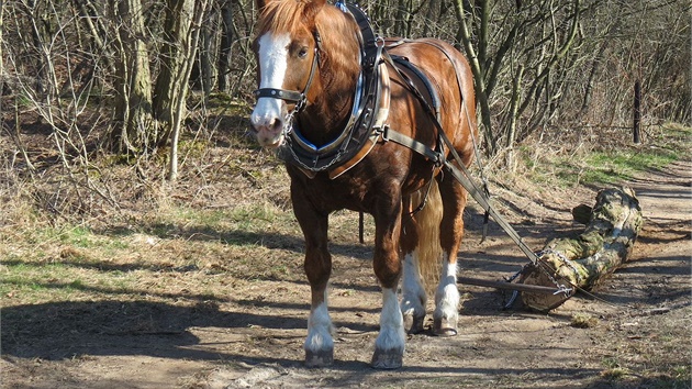 K v Chuchelském háji