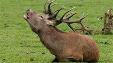 V zoologických centrech budou lidé jeleny a vlky pozorovat z lávek postavených...