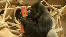 Kdy� Richard uzav�enou rouru dostate�n� prozkoumal, za�al d�evitku s dobrotami...