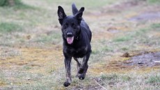 Pes Bak se má po svém zran�ní a následné operaci u� �ile k sv�tu.