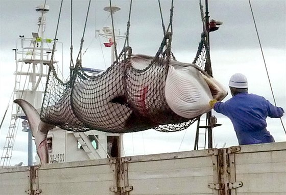 Japonsko neloví velryby k vědeckým účelům, jak tvrdí, rozhodl Mezinárodní...