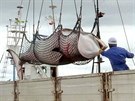 Japonsko neloví velryby k vdeckým úelm, jak tvrdí, rozhodl Mezinárodní...