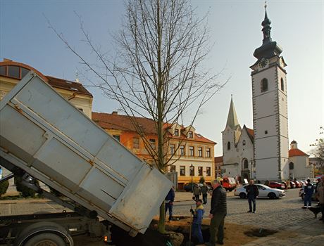 V Písku u stojí nová lípa.