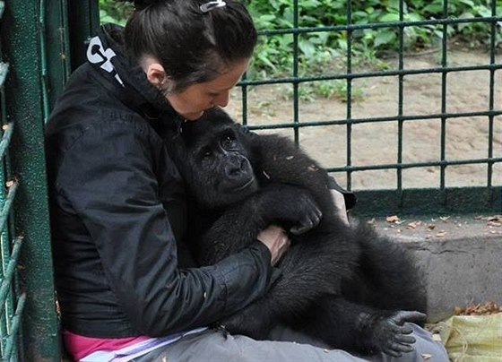 Gorily jsou spoleenská zvíata a Afangui strávila nkolik týdn sama v kleci v...