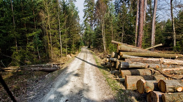 Hradecké mstské lesy.