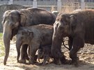 Mimo��dn� sn�mek. V�echny slon� samice na vych�zce. Uprost�ed nejmen��...