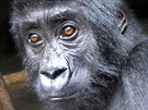 Zatím posledním zachránným mládtem je Kalonge, sameek gorily východní,...