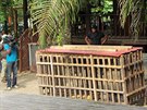Afangui byla první zabavenou gorilou v Rovníkové Guineji v srpnu 2012. V této...