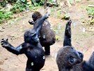 Vechny malé gorily v Mefou milují, kdy si mou hrát s bublifukem. Afangui je...