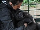 Gorily jsou spoleenská zvíata a Afangui strávila nkolik týdn sama v kleci v...