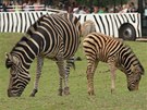 Safariexpres projídí mezi voln se pasoucími zebrami.