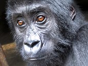 Zatím posledním zachráněným mládětem je Kalonge, sameček gorily východní,...