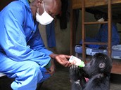 Kalonge dostal po příjezdu do Senkwkwe od ošetřovatelů plnou lahev mléka. 