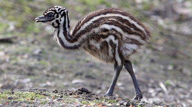 Emu hnědý je největším nelétavým ptákem na světě. Odmalička se krmí sám. Pozor na něj dává samec, ten také sedá na vejcích.