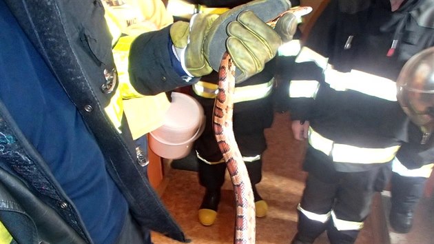 Když se hasiči ujistili, že had není jedovatý, byl jeho odchyt snadný.