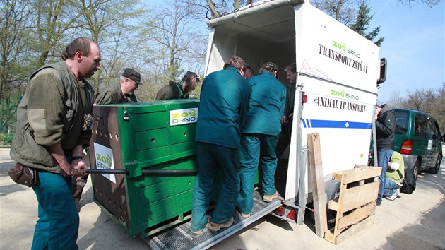 Z brněnské zoologické zahrady ve čtvrtek dopoledne odvezli samičku ledního medvěda Kometu. Její nový domov bude v ruském Rostově na Donu. (3. dubna 2014)