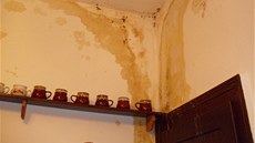 Plíse� a houbi�ky, které nám za�aly r�st ze stropu, jsme odstranili a zdi...