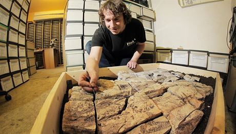 Paleontolog ZM Jan Bure oiuje zkamenlinu prvohorního stromu cordaites z...