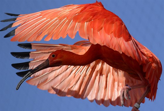 K obyvatelm nové voliéry patí napíklad ibisové.