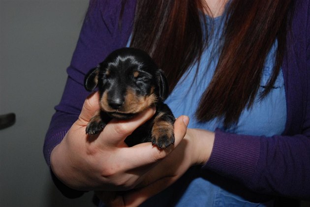 V Soulu sídlící spole�nost Sooam Biotech naklonovala �t�n� jménem Mini-Winnie z...