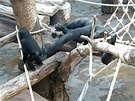 Gorilí mlád Nuru a samice Bikira