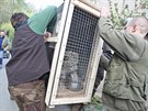 Fiiho nakládali pracovníci jihlavské zoo do transportní bedny poprvé v pondlí...