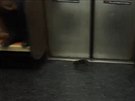 Cestující v newyorském metru vydsila ve stedu ráno krysa v jednom z vagon.