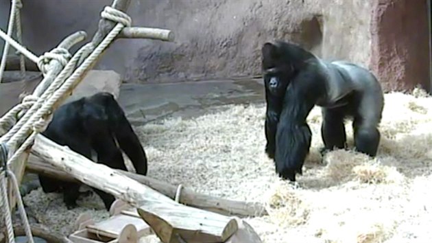 Richard kontakt z ostatn�mi zrovna moc nevyhled�v�, tak�e z ritu�lu vyprovokovan�ho samicemi i n�kolikr�t za den b�v� pom�rn� nerv�zn�. 