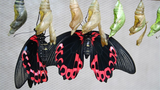 Papilio rumanzovia – otakárci z Filipín - čekající v líhništi, až jim ztvrdnou křídla.  