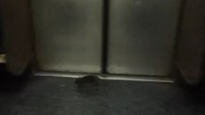 Cestující v newyorském metru vydsila ve stedu ráno krysa v jednom z vagon.