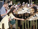 Princ William a Kate si v zoo vyzkoueli i krmení iraf (Sydney, 20. dubna...